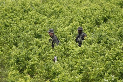 UN says Colombia’s coca crop at all-time high as officials promote new drug policies
